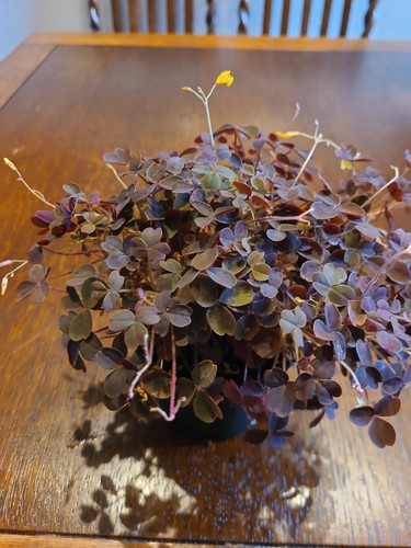 Oxalis spiralis vulcanicola