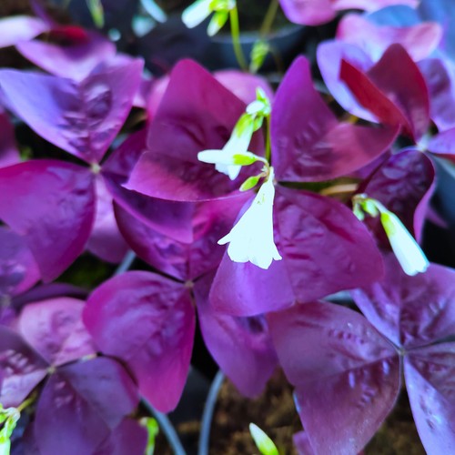 Oxalis - ,
