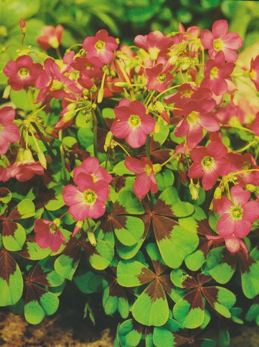 100 oxalis deppei - 25/50/100, iron