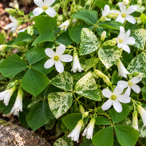 Oxalis mix regnellii - oxalis, –