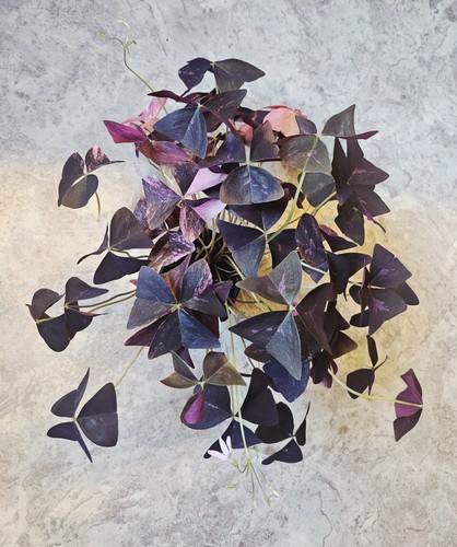 Oxalis triangularis pink - oxalis,