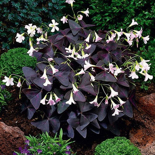 Oxalis blumenzwiebeln zwiebeln - oxalis,