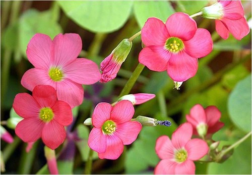 Kleeblatt iron cross oxalis - cross,