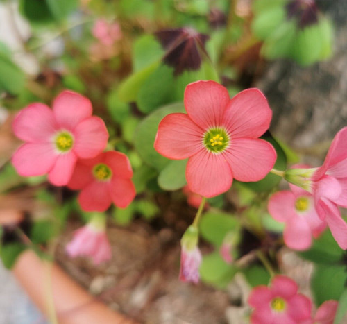 Oxalis iron - @, (◕‿◕)\@