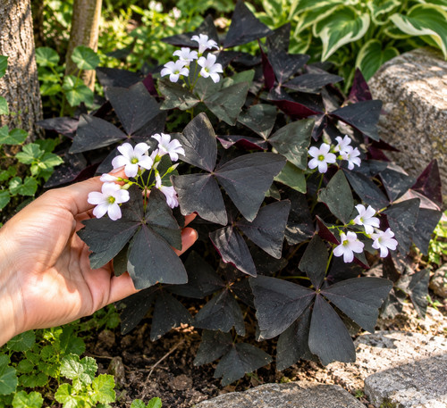 Sale oxalis triangularis black - oxalis,