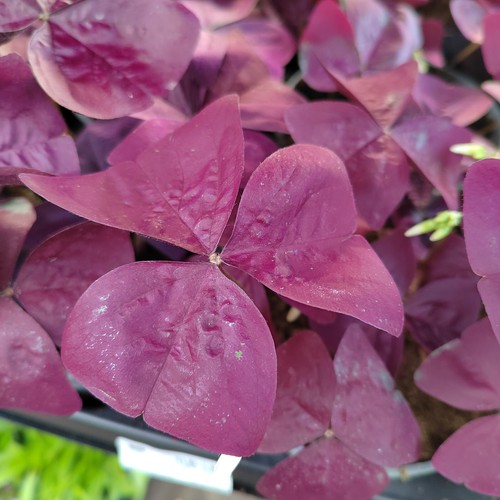 Oxalis - @,