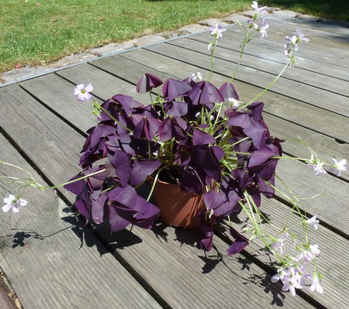 Purpur klee roter - purpur, oxalis