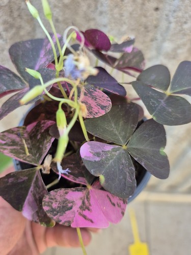 Oxalis triangularis variegata - oxalis,