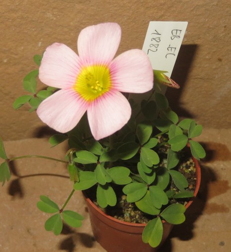 Oxalis obtusa hell pink hybrid - oxalis,
