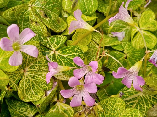 Bulbs oxalis corymbosa - bulbs,