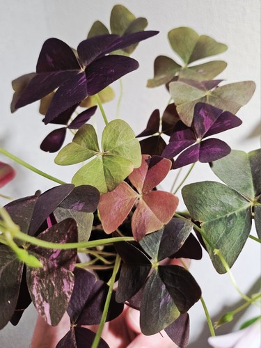 Oxalis triangularis pink - triangularis,