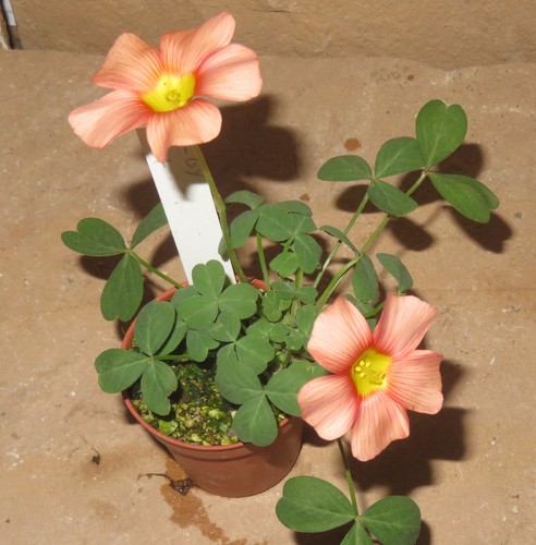 Oxalis obtusa orange hybrid - oxalis,