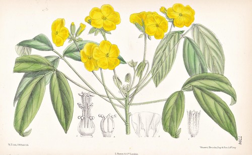 Oxalis dispar guiana blume - oxalis,