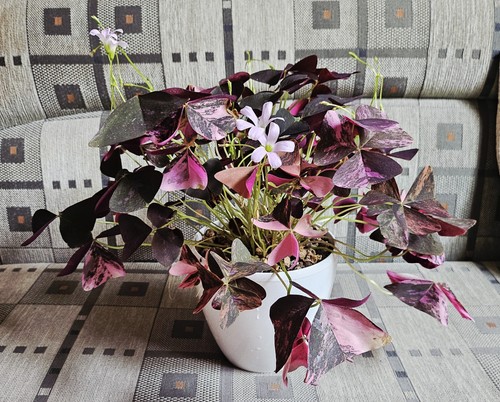 Oxalis triangularis pink - oxalis,