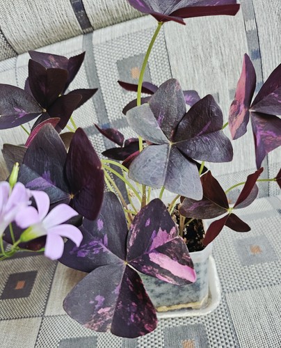 Oxalis triangularis pink - triangularis,