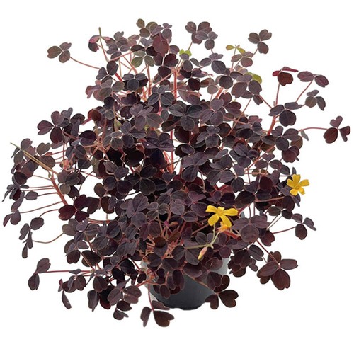 Oxalis vulcanicola - ,