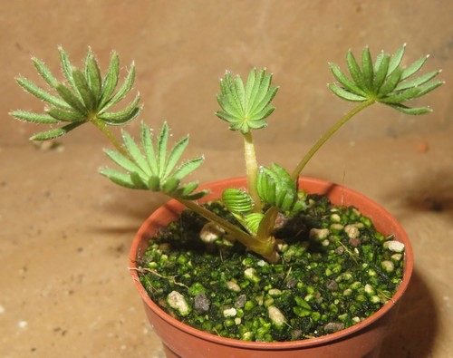 Oxalis palmifrons ka675 t5 - oxalis,