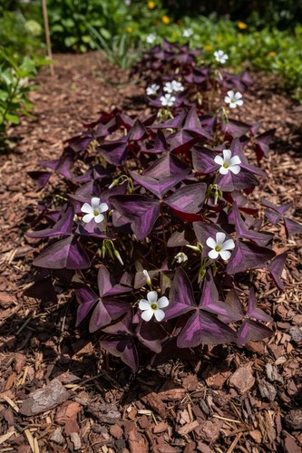 Oxalis triangularis - ,