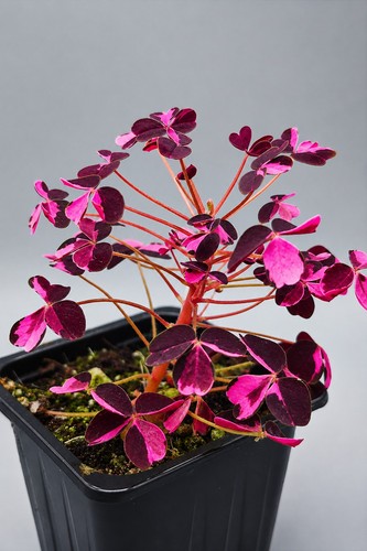 Oxalis vulcanicola plum - vulcanicola, 'plum