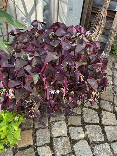 Oxalis triangularis