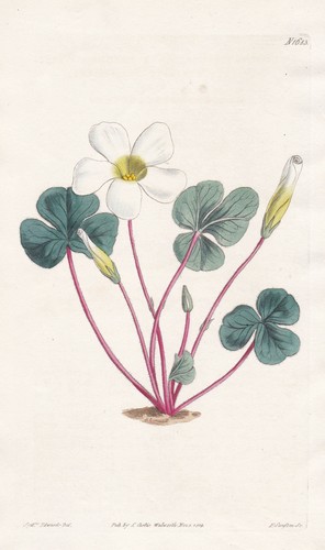 Oxalis variabilis botanik - oxalis,