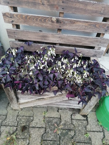 Oxalis blumenzwiebeln zwiebeln - blumenzwiebeln,