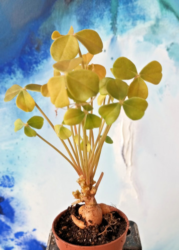 Oxalis megalorrhiza