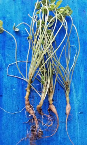 Oxalis megalorrhiza vier - megalorrhiza,,