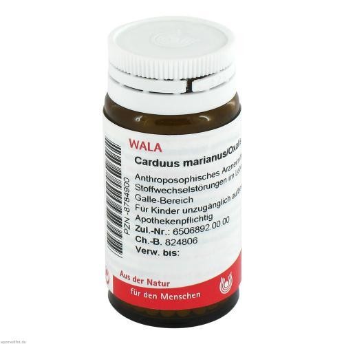 Carduus marianus oxalis - carduus,