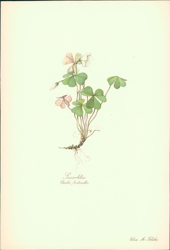 Sauerklee oxalis acetosella - oxalis,