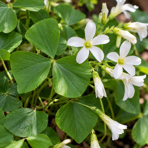 Rhizome oxalis regnellii - rhizome,