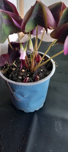 Roter dreiecksklee oxalis - roter,