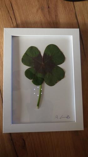 Stück glücksklee oxalis - 1, stück,