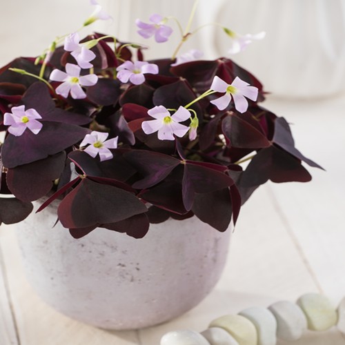 Oxalis blumenzwiebeln zwiebeln - blumenzwiebeln,
