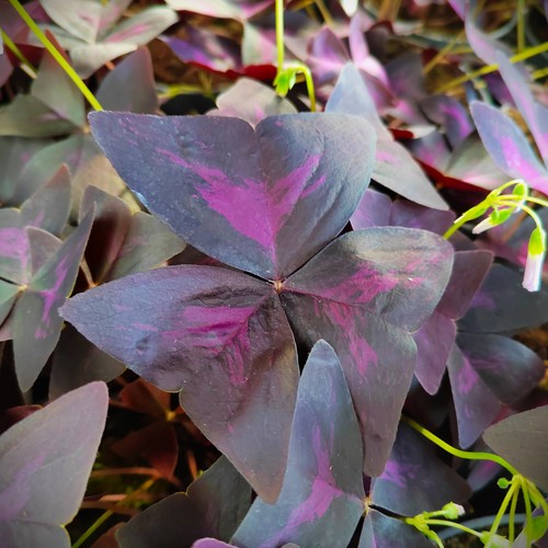 Oxalis - (◕‿◕)\@, "