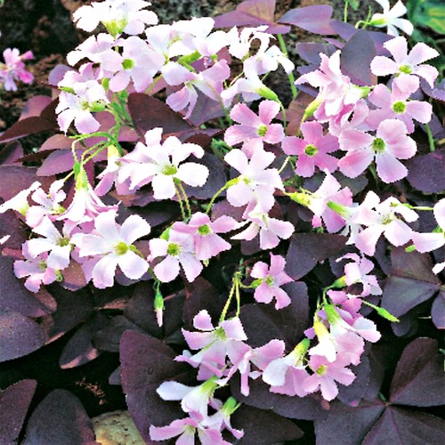 Oxalis triangularis - oxalis,