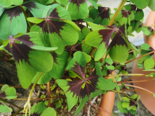 Oxalis - (◕‿◕)\@,