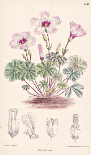 Oxalis adenophylla chile - oxalis, blume
