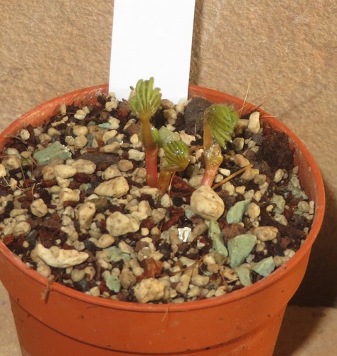 Oxalis palmifrons - 3x,