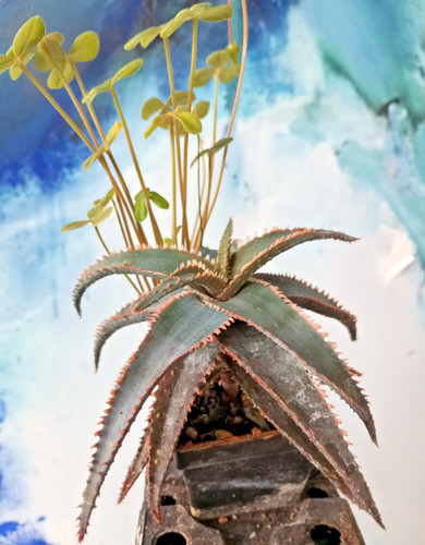 Aloe blue fang kelly - "blue, fang",