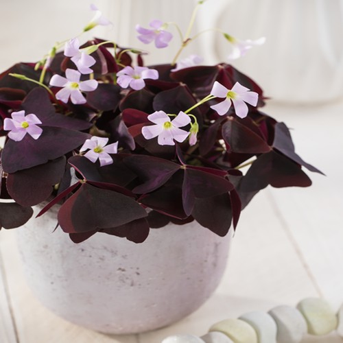 Oxalis blumenzwiebeln zwiebeln - blumenzwiebeln,