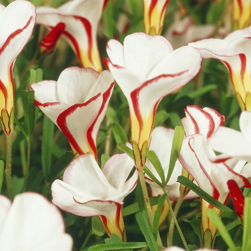 Oxalis blumenzwiebeln zwiebeln - oxalis,