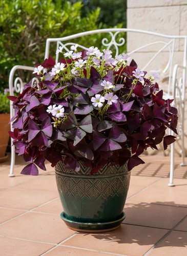 Oxalis triangularis lila