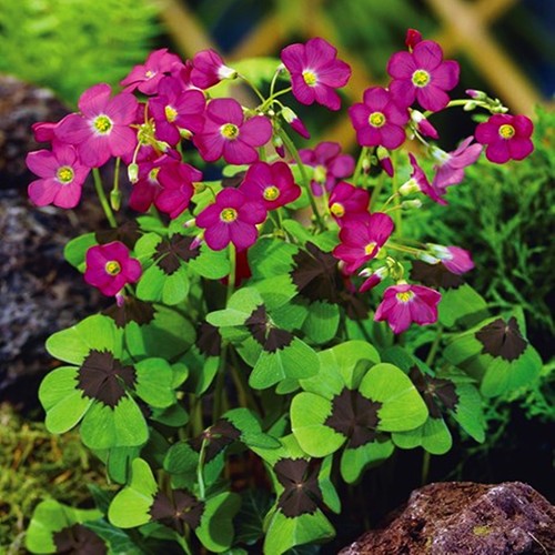 Oxalis deppei - oxalis,