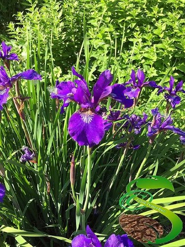 20x iris pseudacorus orchideen - 20x,