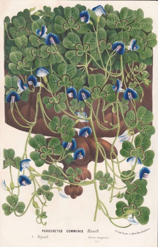 Shamrock pea blue oxalis - blue,