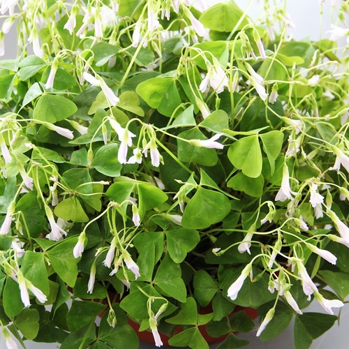 Oxalis zwiebeln blumen - oxalis,