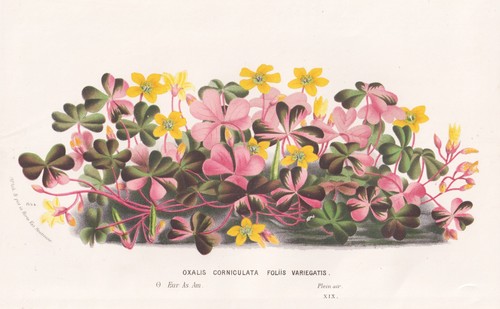 Oxalis corniculata sauerklee - oxalis,