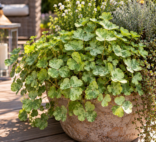 Oxalis triangularis mystic - oxalis,