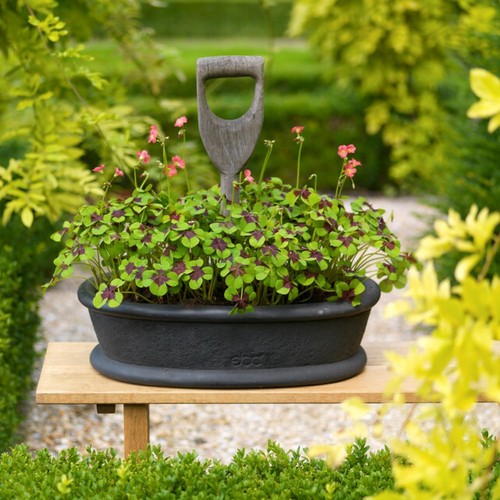 Dreieckiger sauerklee oxalis - dreieckiger,